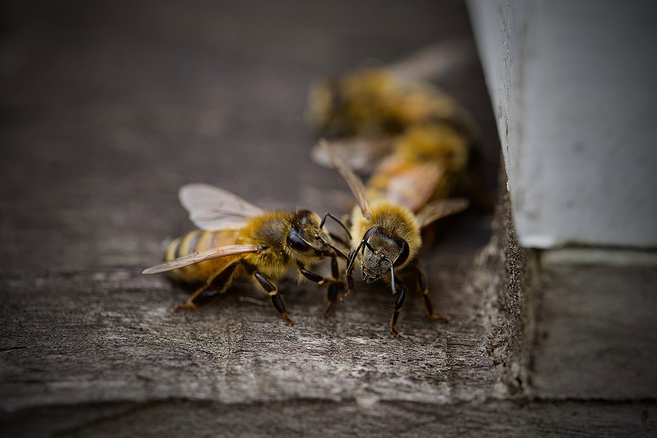 Two Bees